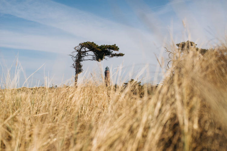 Scenic view of wheat field against sky