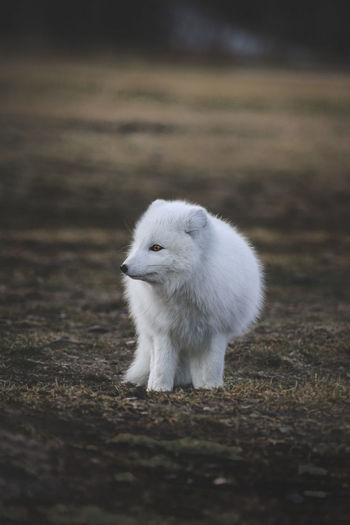 Arctic fox looking away while standing on field
