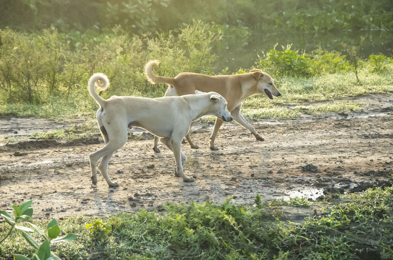 Side view of two dogs on field