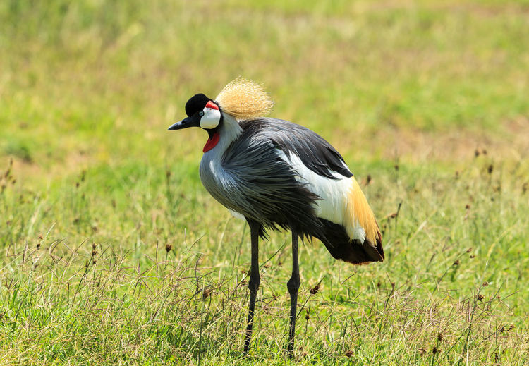 Black crowned crane on grassy field