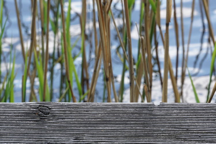 Wooden fence against plants