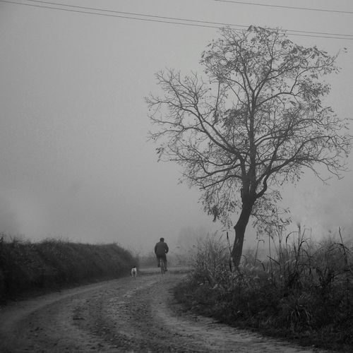 Rear view of silhouette man walking on bare tree