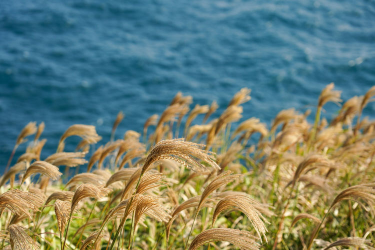 Close-up of crops growing on beach