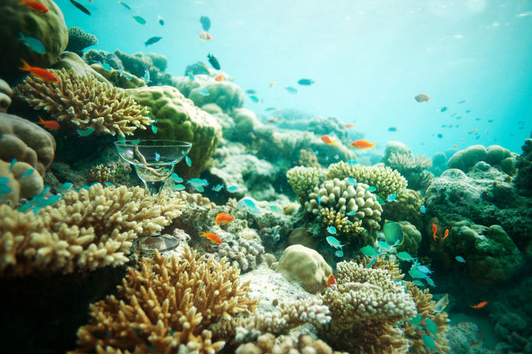 Fishes swimming over coral reef in sea