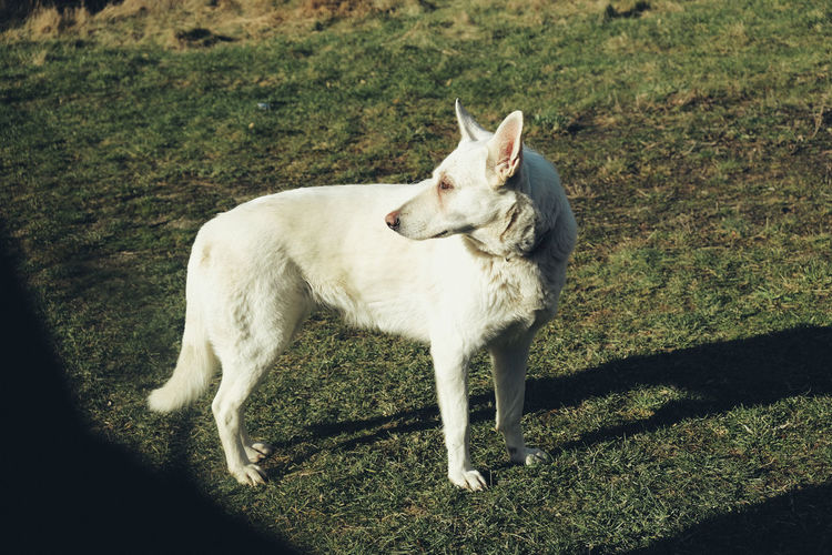 View of dog standing on field