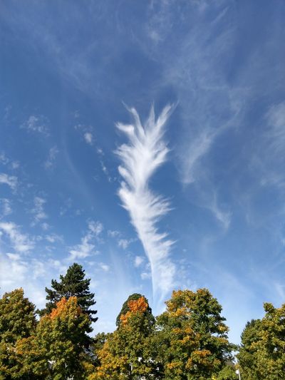 Low angle view of trees against blue sky