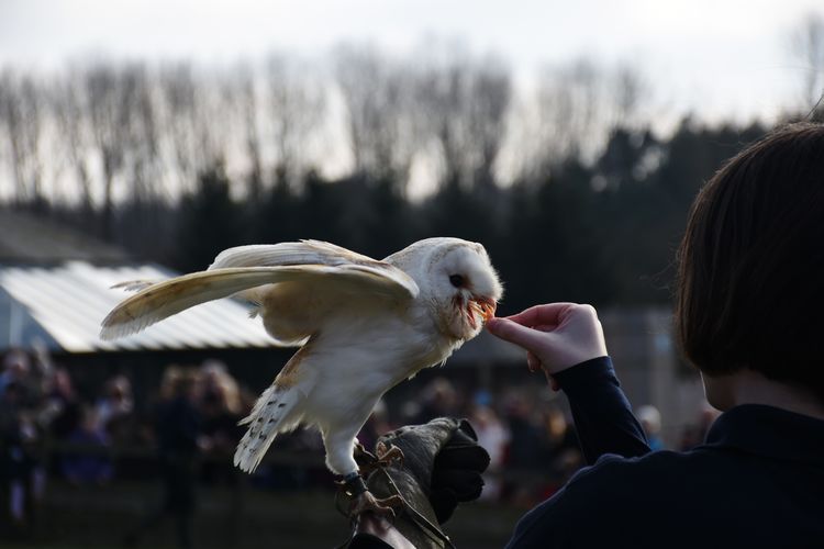 Hand feeding barn owl