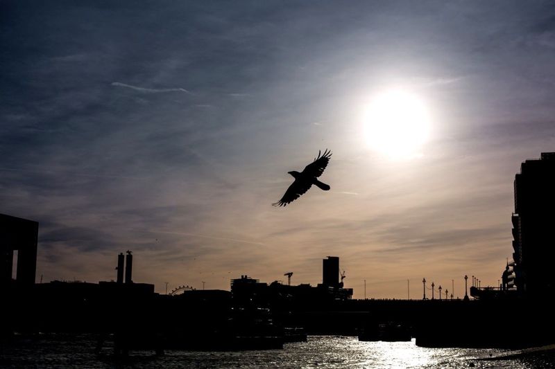 Silhouette of person flying over sea in city