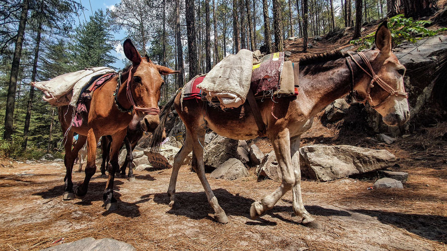 Mules in the hills of himachal