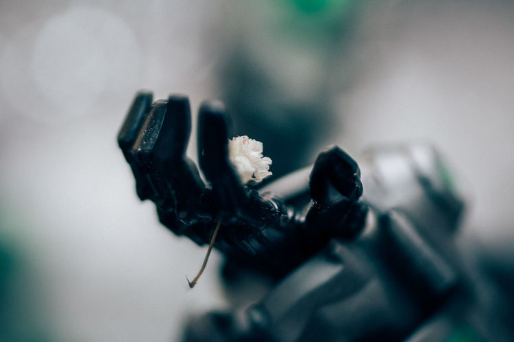 Close-up of robot hand holding flower