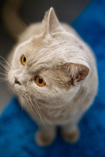 High angle view of cat looking away