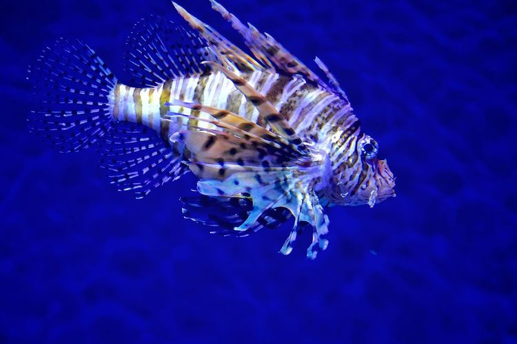 Close-up of lionfish swimming in sea
