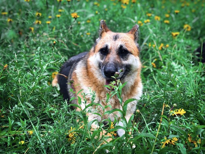 Happy german shepherd dog surrounded by green plants and yellow flowers