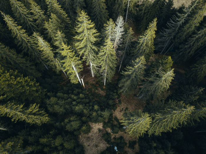Trees in forest