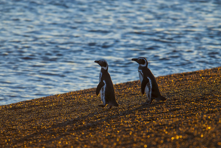 Penguins on shore at beach