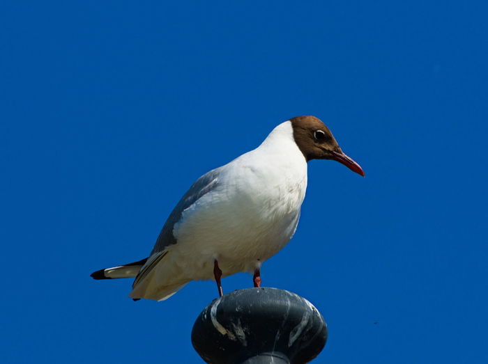 Low angle view of seagull perching on a blue sky