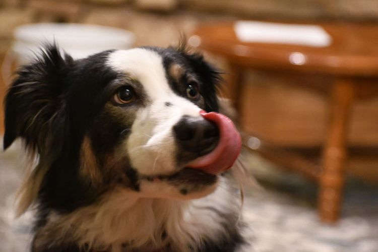 Close-up of dog looking away and licking his mouth 