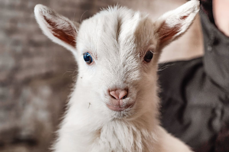 Cute little white goat looks at camera. funny pets.