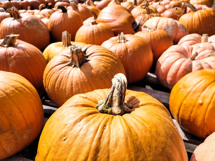 Orange pumpkins for retail sale on halloween and thanksgiving.