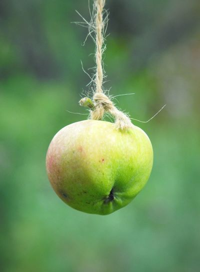 Close-up of apple hunging  on rope