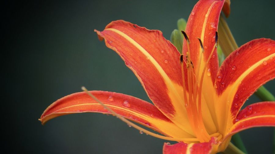 Close-up of wet day lily