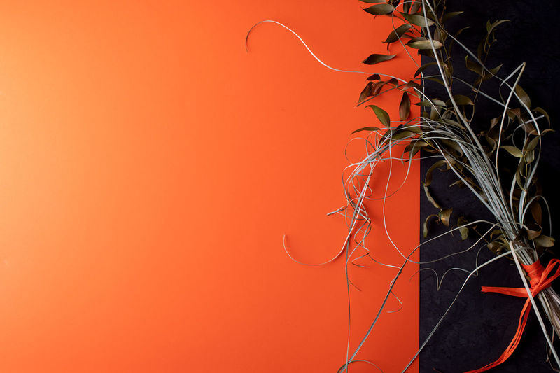 Close-up of plant against yellow background