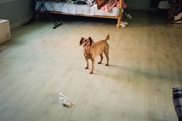 High angle view of dog standing on hardwood floor