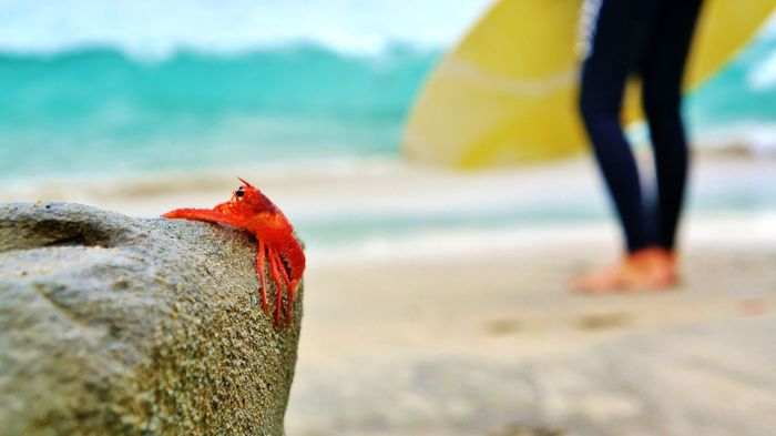 Close-up of crab on log at beach