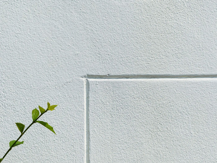 Close-up of part plant against white wall background