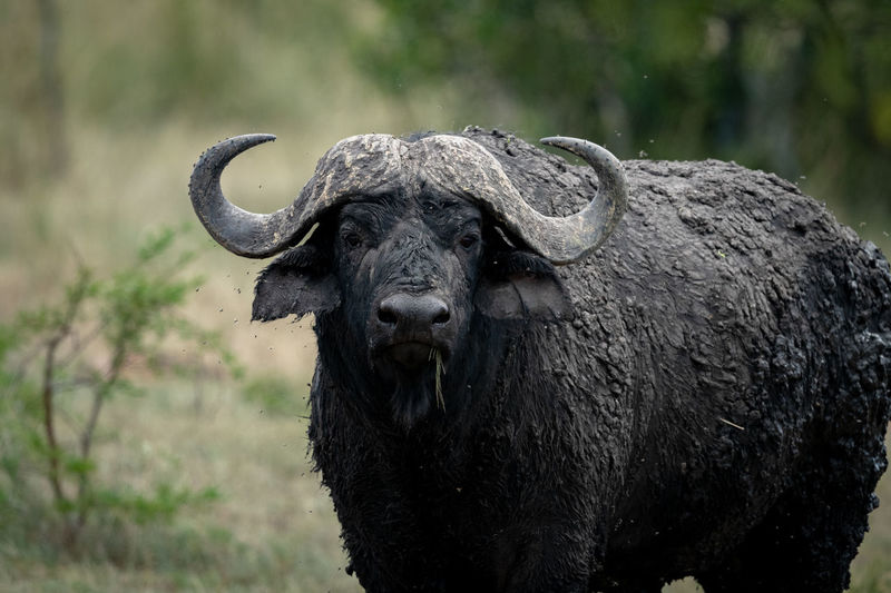 Close-up of cape buffalo caked in mud
