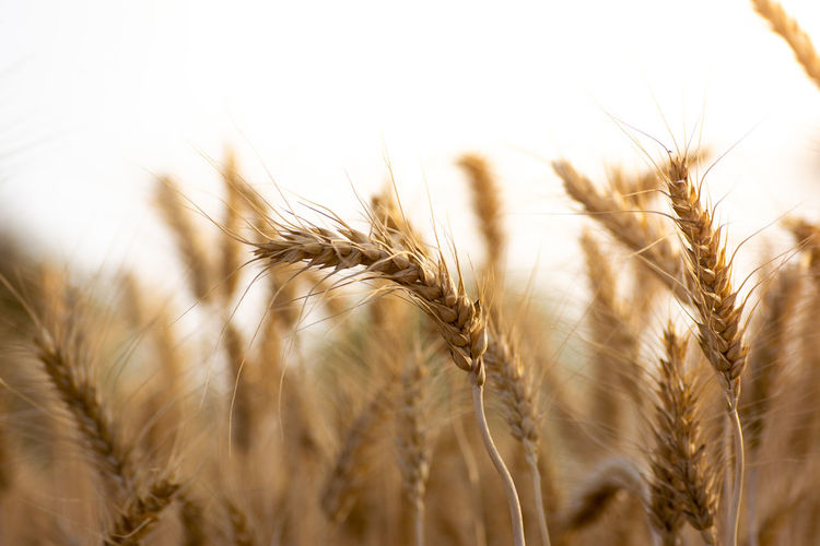 Close-up of wheat crops on field against sky