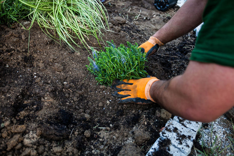 Cropped hands planting crops at vegetable garden