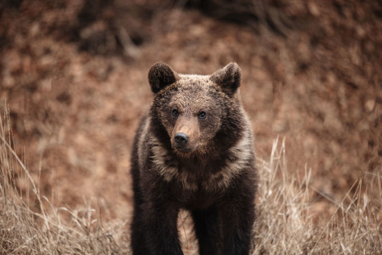 Close up of brown bear in the wilderness forest