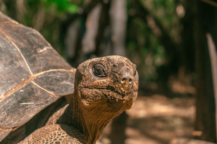 Close-up of a turtle