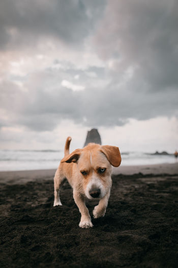 Dog walking on the sand beach