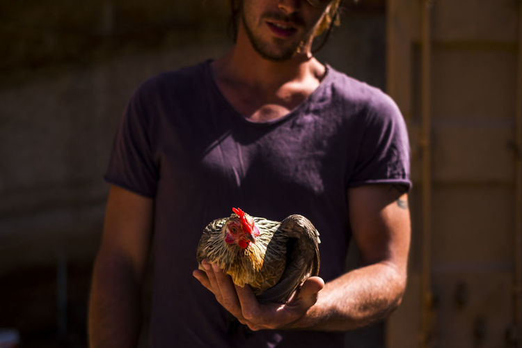 Midsection of man holding hen