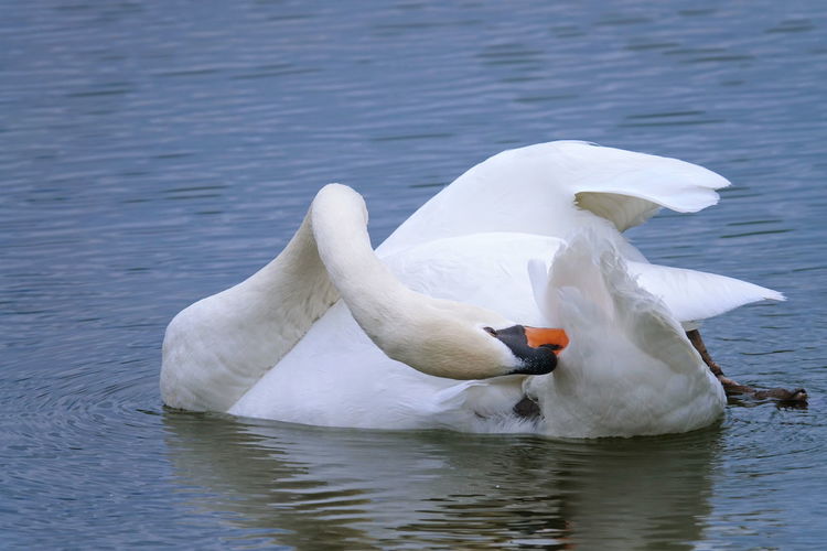 Swan floating in a lake