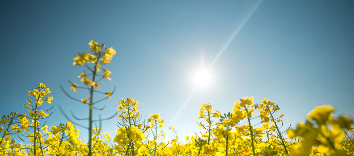 Low angle view of yellow flowers blooming against bright sky