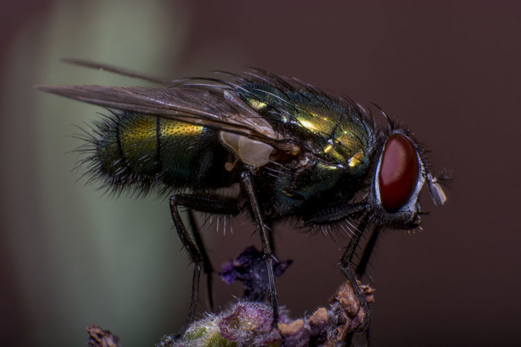 Close-up of fly on plant