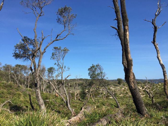 Bare trees on field against sky
