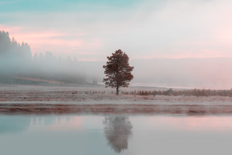 Single tree in the pastel morning mood at the yellowstone lake. yellowstone national park, usa