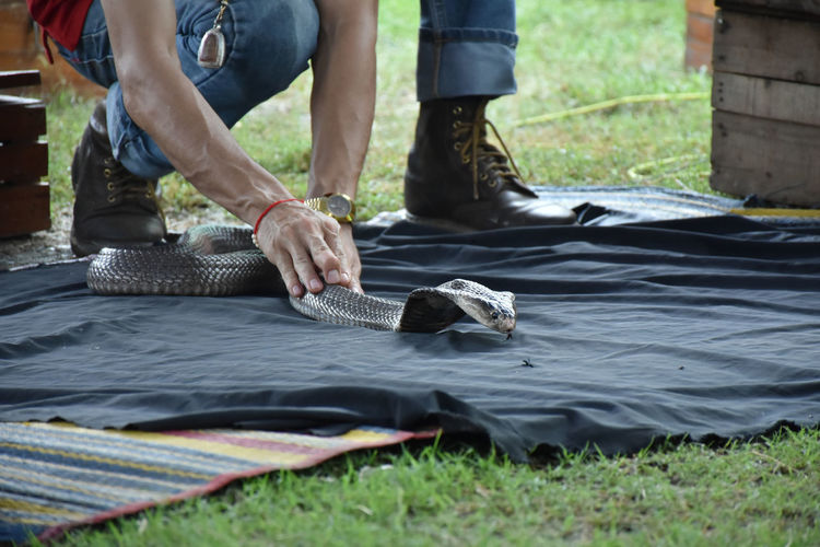 Close-up hand of people touching king cobra. snake catching show.