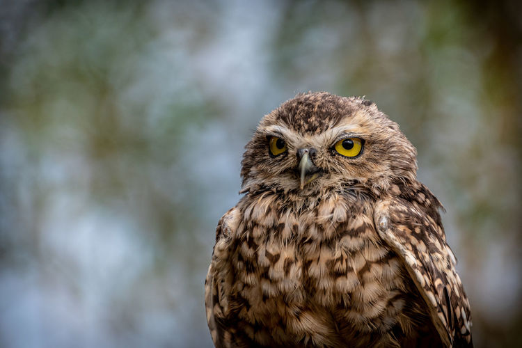 Close-up portrait of burrowing owl