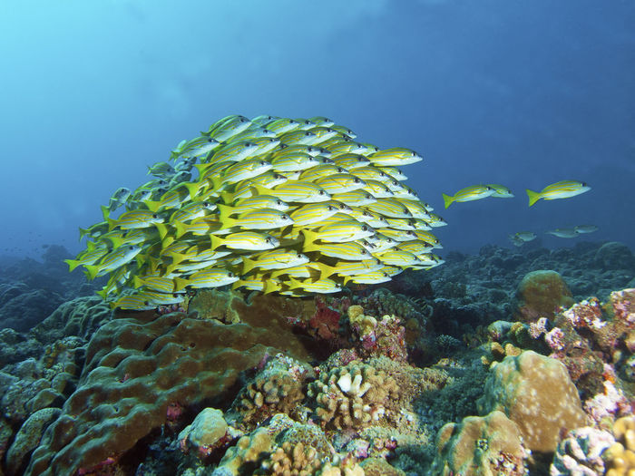 Close-up of fish in sea