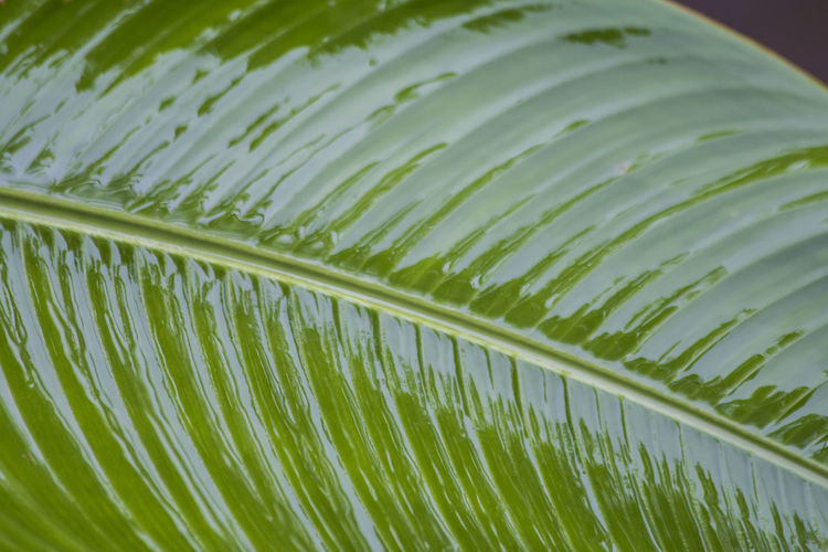Close-up of palm leaf