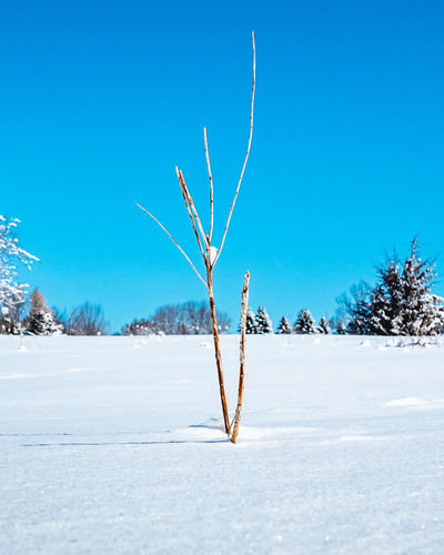 Bare tree on snow covered landscape against blue sky