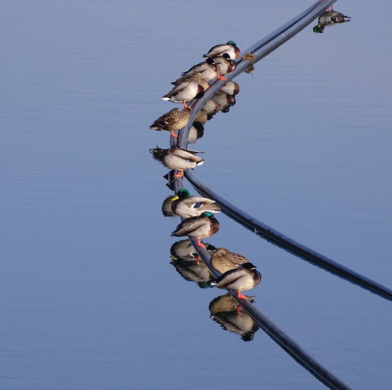 High angle view of mallard ducks perching on pipe in lake