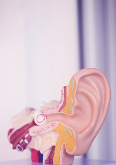 Close-up of artificial ear