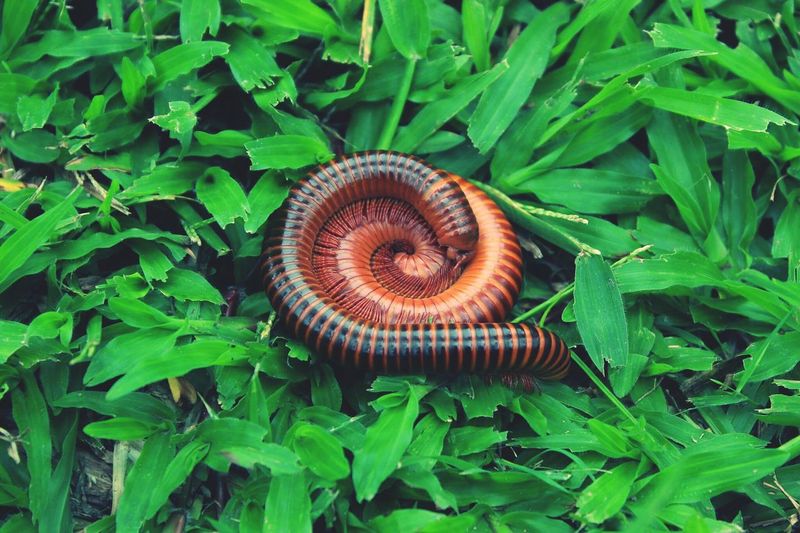 High angle view of millipedes on green grass