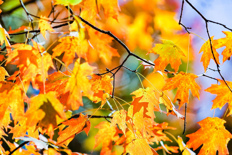 Close-up of maples leaves during autumn